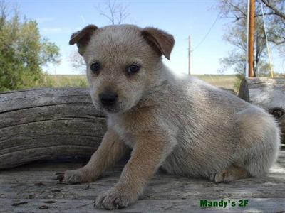 Australian Cattle Dog Puppies for Sale