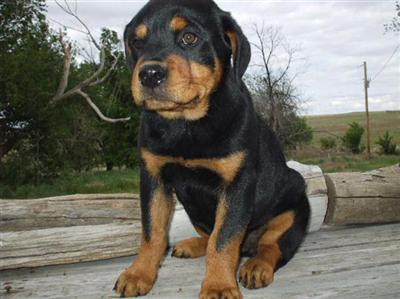 Rottweiler Puppies for Sale