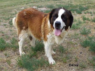 Dogs - Saint Bernard