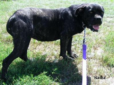 Dogs for Sale in CO
