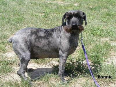 Dogs - Miniature Schnauzer