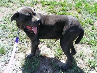 Dogs for Sale in CO