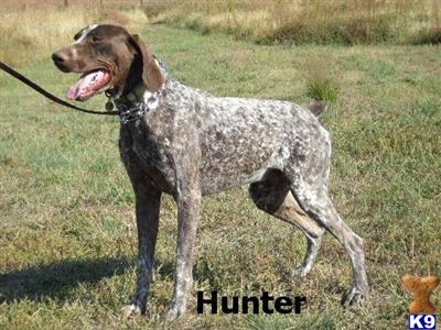 Dogs for Sale in CO