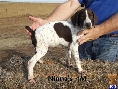 German Shorthaired Pointer Puppies for Sale