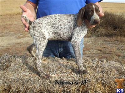 German Shorthaired Pointer Puppies for Sale