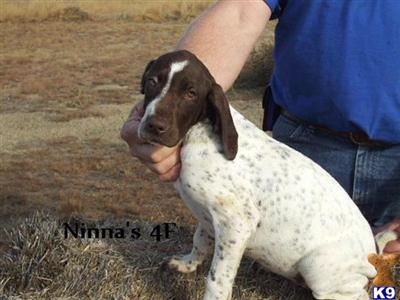 German Shorthaired Pointer Puppies for Sale
