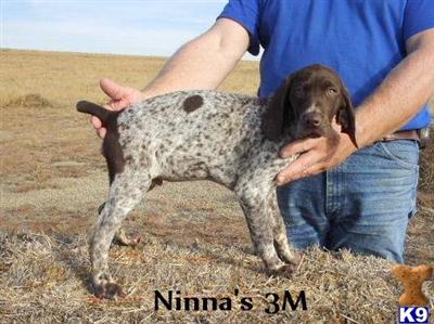 German Shorthaired Pointer Puppies for Sale
