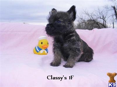 Norwich Terrier Puppies for Sale
