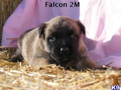 Belgian Malinois Puppies for Sale