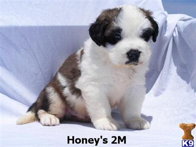 Saint Bernard Puppies for Sale