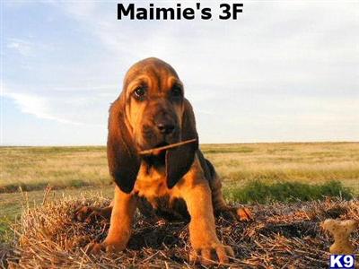 Bloodhound Puppies for Sale