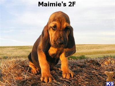 Bloodhound Puppies for Sale