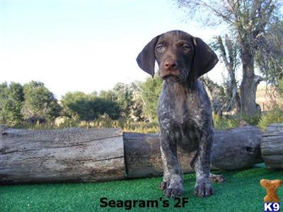 German Shorthaired Pointer Puppies for Sale