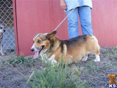 Dogs for Sale in CO
