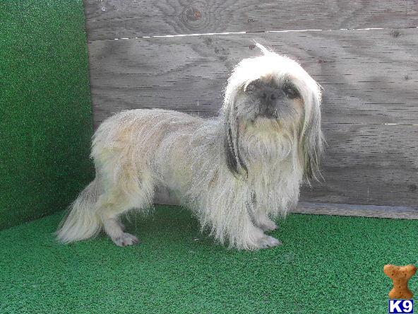 Shih+tzu+dogs+for+sale+in+scotland