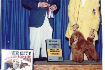 Stud Dogs - Poodle