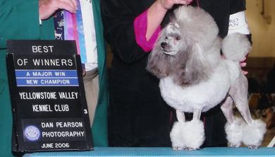 Stud Dogs - Poodle