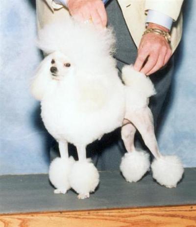 Stud Dogs - Poodle
