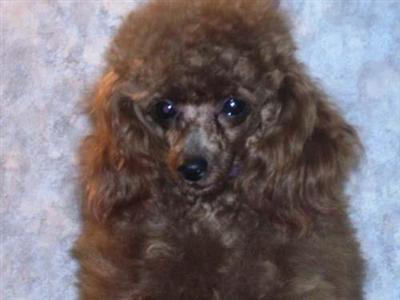 Stud Dogs - Poodle