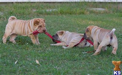 Chinese Shar-Pei Puppies for Sale