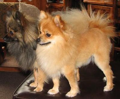 Stud Dogs - Pomeranian