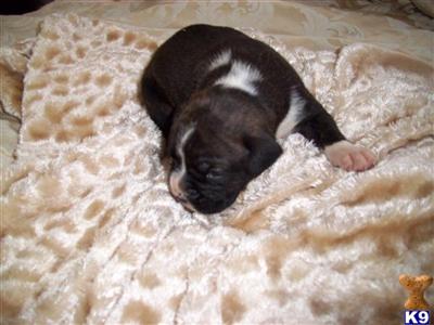 Puppies in VA