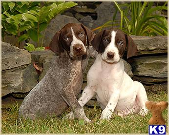 German Shorthaired Pointer Puppies for Sale