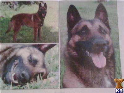 Stud Dogs - Belgian Malinois
