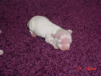 Papillon Puppies for Sale