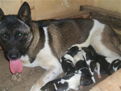 Akita Puppies for Sale