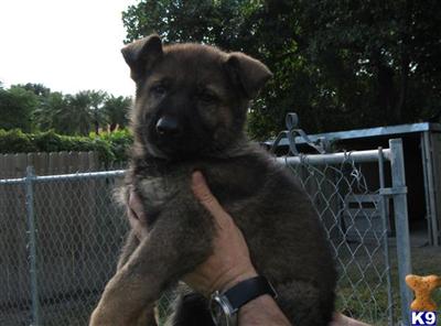 Puppies in FL
