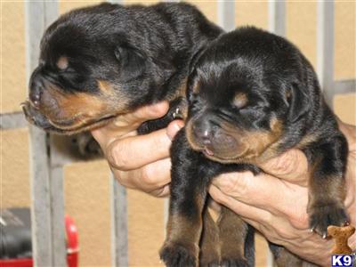 Puppies in FL