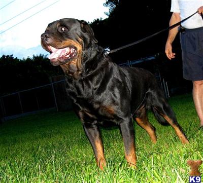Stud Dogs - Rottweiler