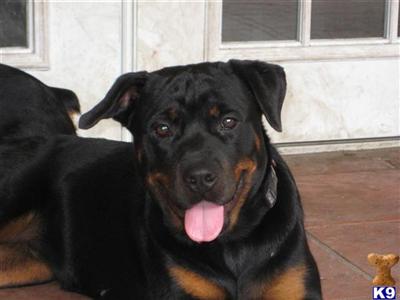 Dogs for Sale in FL