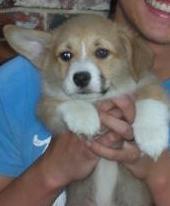 Pembroke Welsh Corgi Puppies for Sale
