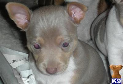 Rat Terrier Puppies for Sale