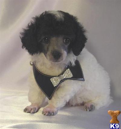 Poodle Puppies for Sale