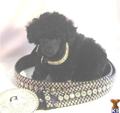 Poodle Puppies for Sale
