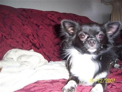 Stud Dogs - Chihuahua