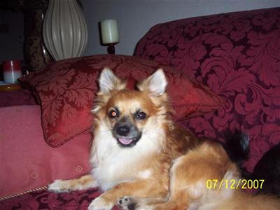 Stud Dogs - Chihuahua
