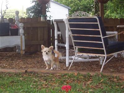 Stud Dogs - Chihuahua