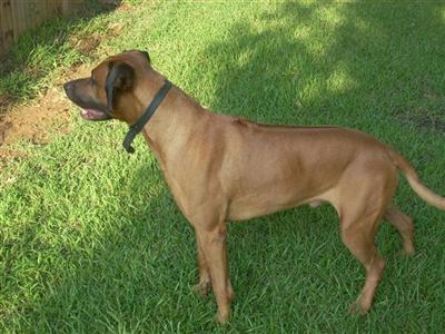 Stud Dogs - Rhodesian Ridgeback