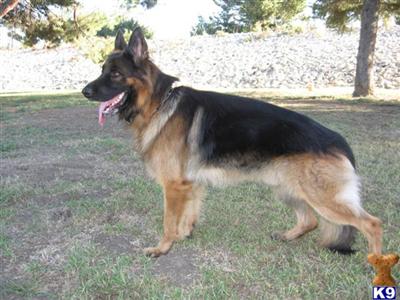 Stud Dogs - German Shepherd
