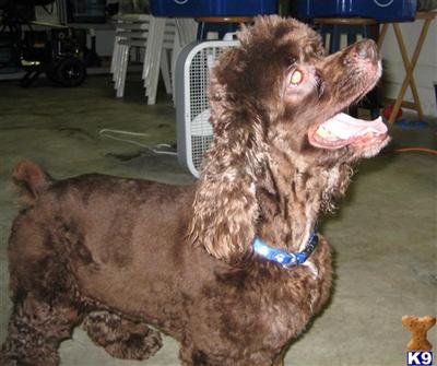 Stud Dogs - Cocker Spaniel
