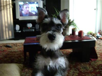 Dogs - Miniature Schnauzer