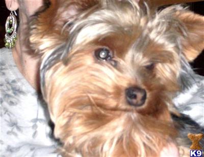 Stud Dogs - Yorkshire Terrier