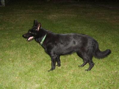 Dogs - German Shepherd