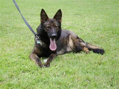 Dogs - German Shepherd