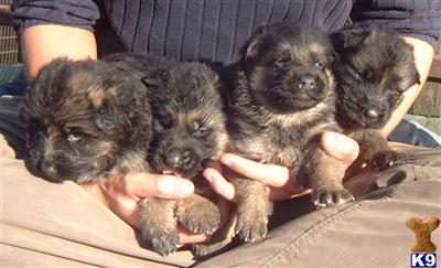 German Shepherd Puppies for Sale