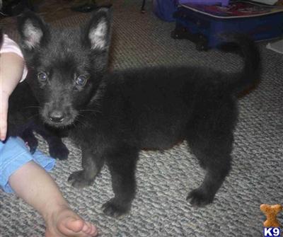 Puppies for Adoption
